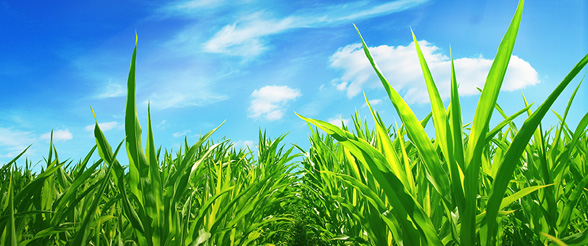 Sun Chemical Pigments for Agricultural Colorants